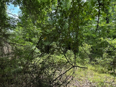 Cherokee County Texas Recreational Land For Sale - image 7