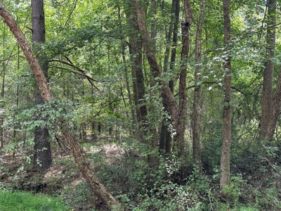 Cherokee County Texas Recreational Land For Sale - image 4