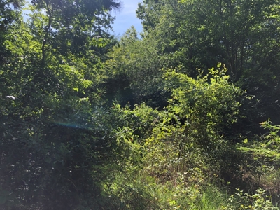 Cherokee County Texas Recreational Land For Sale - image 11