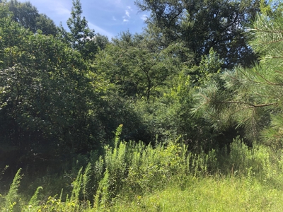 Cherokee County Texas Recreational Land For Sale - image 14