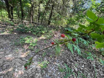 70 surveyed acres for sale Fulton County AR - image 10