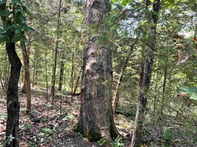 70 surveyed acres for sale Fulton County AR - image 7