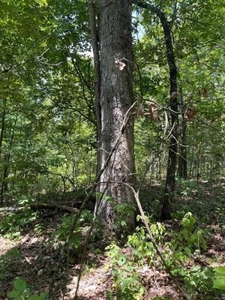 70 surveyed acres for sale Fulton County AR - image 21