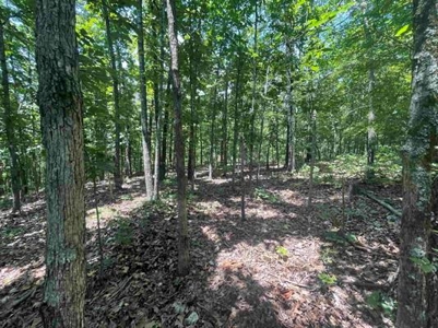 70 surveyed acres for sale Fulton County AR - image 25