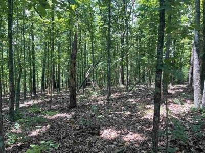 70 surveyed acres for sale Fulton County AR - image 24