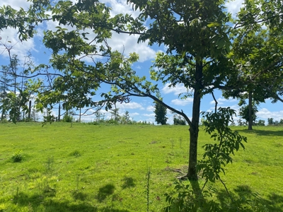 Land For Sale In Tn, 5 Acres, Septic, Driveway, City Water - image 15