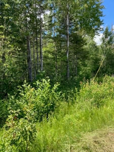 Wooded acres on North Caribou Lake road near Caribou Lake - image 3