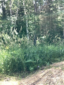 Wooded acres on North Caribou Lake road near Caribou Lake - image 2