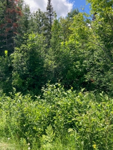 Wooded acres on North Caribou Lake road near Caribou Lake - image 4