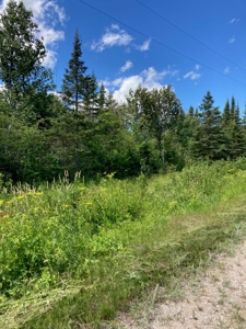 Wooded acres on North Caribou Lake road near Caribou Lake - image 5