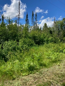 Wooded acres on North Caribou Lake road near Caribou Lake - image 6