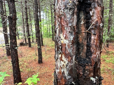 Lakefront Land for Sale - image 7