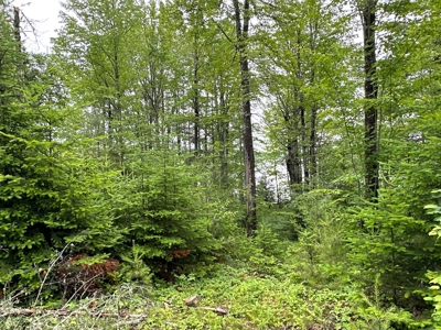 Lakefront Land for Sale - image 5