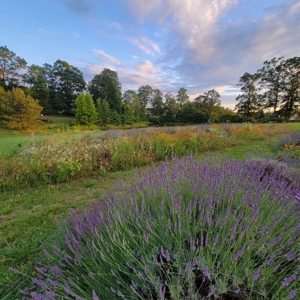 Evergreen Lavender Farm In in Appomattox, VA - image 15