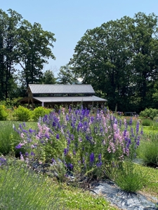 Evergreen Lavender Farm In in Appomattox, VA - image 14