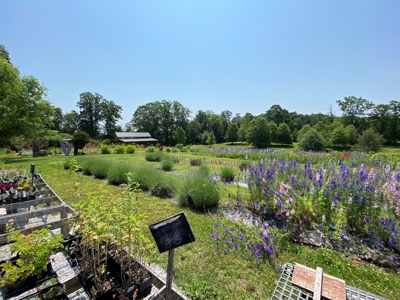 Evergreen Lavender Farm In in Appomattox, VA - image 21