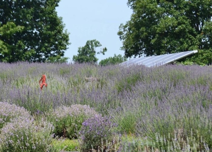Evergreen Lavender Farm In in Appomattox, VA - image 18