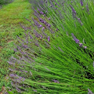 Evergreen Lavender Farm In in Appomattox, VA - image 17