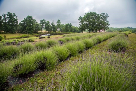 Evergreen Lavender Farm In in Appomattox, VA - image 16