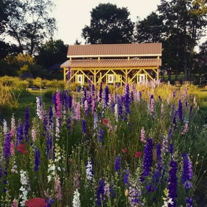 Evergreen Lavender Farm In in Appomattox, VA - image 1