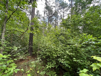 1.5+/- Wooded Acres For Sale Near Searcy, AR - image 2