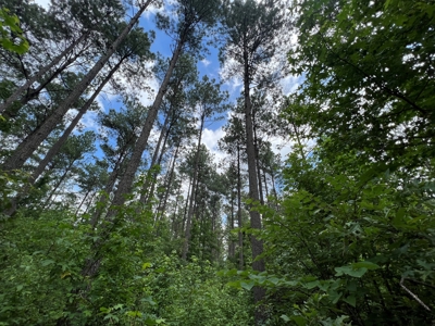 1.5+/- Wooded Acres For Sale Near Searcy, AR - image 4