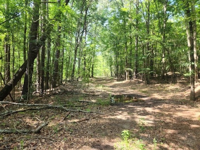 Hunting or Commercial Land For Sale Upstate South Carolina - image 4
