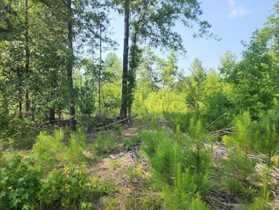 Hunting or Commercial Land For Sale Upstate South Carolina - image 2