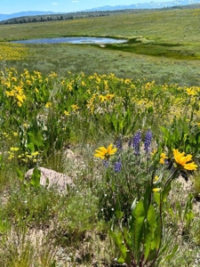 Mountain Home For Sale In Ridgway, Colorado - image 25