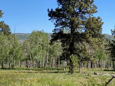 Acreage for Sale With Mountain View In Ridgway, Colorado - image 8