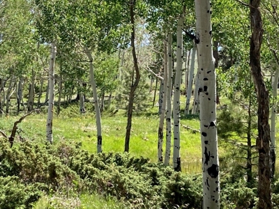 Acreage for Sale With Mountain View In Ridgway, Colorado - image 7