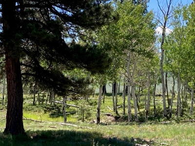 Acreage for Sale With Mountain View In Ridgway, Colorado - image 6