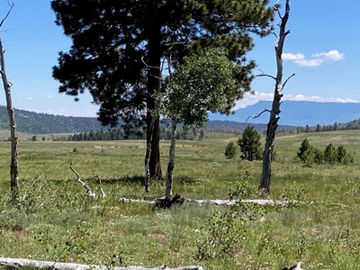 Acreage for Sale With Mountain View In Ridgway, Colorado - image 15