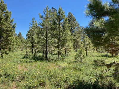 Mountain Property For Sale, Ridgway, Colorado - image 7