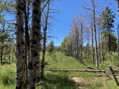 Mountain Property For Sale, Ridgway, Colorado - image 8