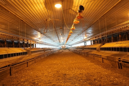 Poultry Breeder Turnkey Farm w/ 40 Acres - image 21