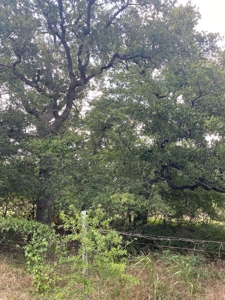 Land for Sale in Central Texas - image 2