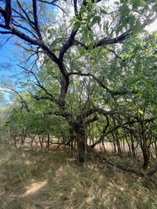 Land for Sale in Central Texas - image 5