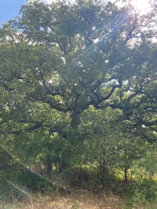Land for Sale in Central Texas - image 3