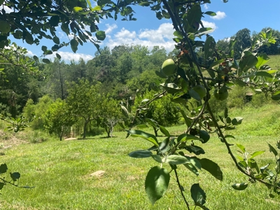 Price Reduction: Arkansas Seven Springs Ranch - image 37