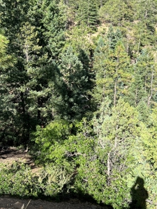 Northern New Mexico Mountain Property in Ticonderoga - image 5