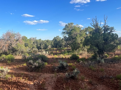Colorado Hunting Property Recreational Acreage Land For Sale - image 48
