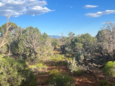 Colorado Hunting Property Recreational Acreage Land For Sale - image 49