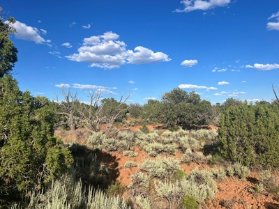 Colorado Hunting Property Recreational Acreage Land For Sale - image 44