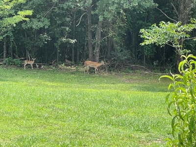 Ozark Mountain Home - image 6