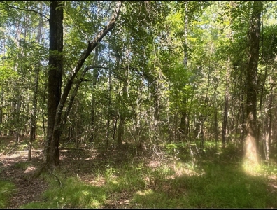 Land For Sale Near Village in Columbia County, AR - image 3