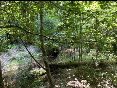 Land For Sale Near Village in Columbia County, AR - image 4