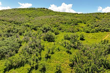 Mountain Home on Acreage for sale in Collbran, Colorado - image 18