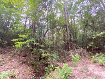 Land For Sale near Tatum, TX - image 10