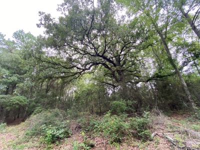 Land For Sale near Tatum, TX - image 26